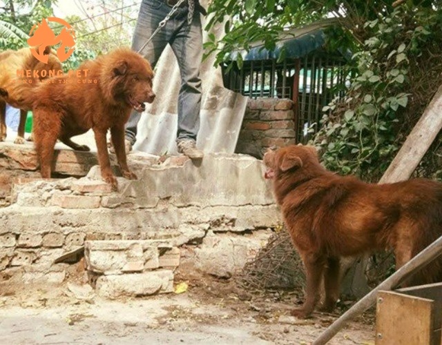 Giống chó bắc hà màu đỏ cháy được rất nhiều người chơi săn lùng